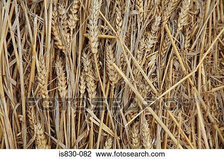 Stock Image - Wheat plants. Fotosearch