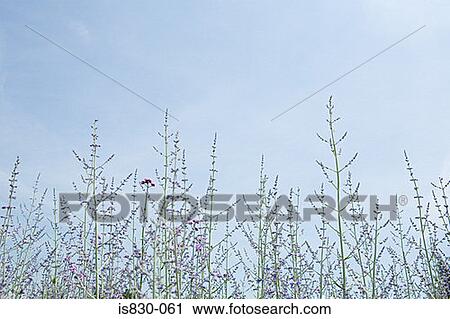 Wildflowers View Large Photo Image Stock Image - Wildflowers. Fotosearch