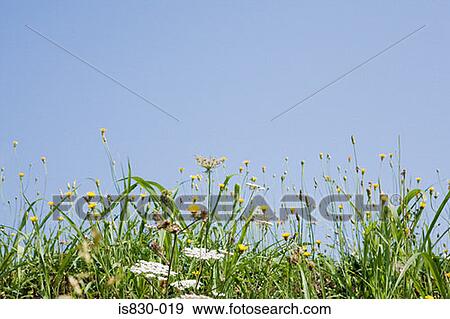 Wildflowers View Large Photo Image Stock Photo - Wildflowers. Fotosearch