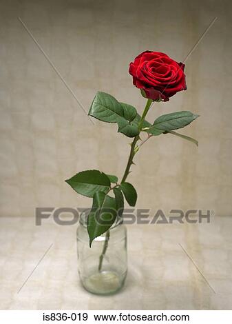 Stock Photo - Rose. Fotosearch