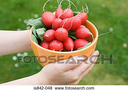 Child holding bowl of radishes View Large Photo Image Stock Photo - Child holding bowl of radishes. Fotosearch