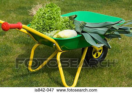 Vegetables in a wheelbarrow View Large Photo Image Stock Photo - Vegetables in a wheelbarrow. Fotosearch
