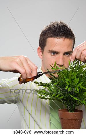 Businessman pruning plant View Large Photo Image Stock Photograph - Businessman pruning plant. Fotosearch