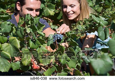 Stock Photo - A couple looking at grapes. Fotosearch