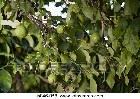 A lime tree View Large Photo Image Stock Photo - A lime tree. Fotosearch