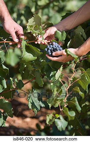 Stock Image - People holding grapes. Fotosearch