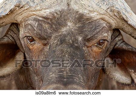 Stock Photograph - African buffalo, Mana Pools National Park, Zimbabwe, Africa. Fotosearch