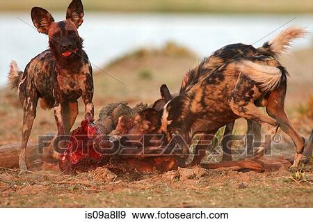 African wild dogs eating carcass, Mana Pools National Park, Zimbabwe, Africa View Large Photo Image Stock Photo - African wild dogs eating carcass, Mana Pools National Park, Zimbabwe, Africa. Fotosearch