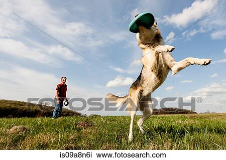 Stock Image - Alsatian dog catching frisbee. Fotosearch