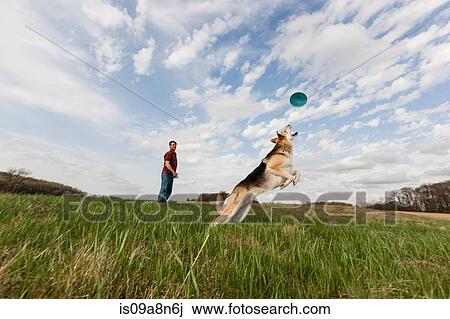 Alsatian dog jumping to catch frisbee View Large Photo Image Stock Image - Alsatian dog jumping to catch frisbee. Fotosearch