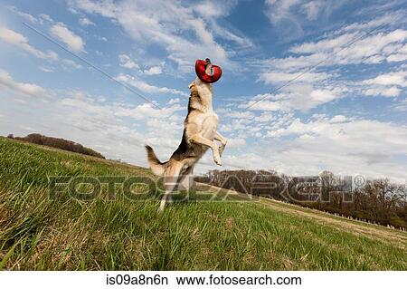 Alsatian dog leaping up to catch frisbee View Large Photo Image Picture - Alsatian dog leaping up to catch frisbee. Fotosearch