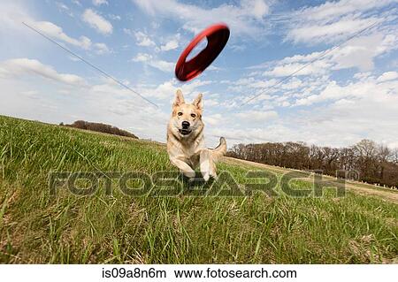 Alsatian dog running through field to catch frisbee View Large Photo Image Picture - Alsatian dog running through field to catch frisbee. Fotosearch