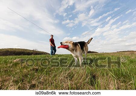Alsatian dog with red frisbee View Large Photo Image Stock Image - Alsatian dog with red frisbee. Fotosearch
