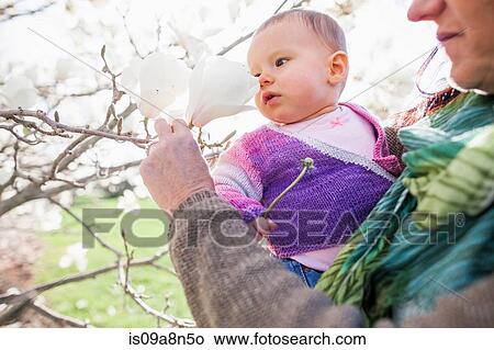 Picture - Close up of baby girl and grandmother amongst magnolia blossom. Fotosearch