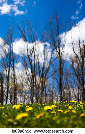 Stock Image - Dandelions and bare trees. Fotosearch