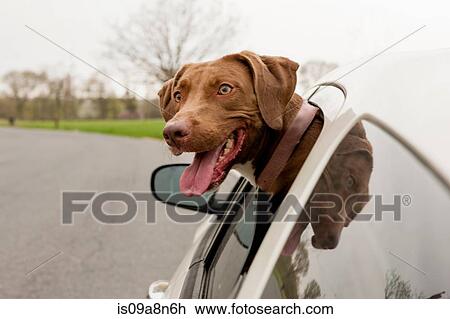 Stock Image - Dog with head sticking out of car window. Fotosearch
