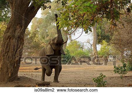 Elephant feeding, Mana Pools National Park, Zimbabwe, Africa View Large Photo Image Stock Image - Elephant feeding, Mana Pools National Park, Zimbabwe, Africa. Fotosearch