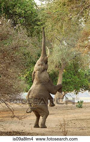 Picture - Elephant standing on hind legs, Mana Pools National Park, Zimbabwe, Africa. Fotosearch