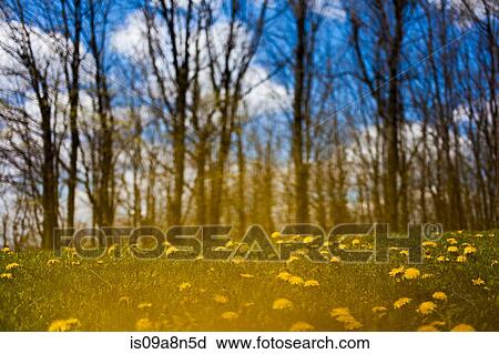 Field of dandelions in front of bare trees View Large Photo Image Stock Image - Field of dandelions in front of bare trees. Fotosearch
