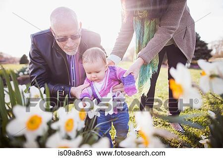 Grandparents with granddaughter amongst daffodils View Large Photo Image Stock Image - Grandparents with granddaughter amongst daffodils. Fotosearch