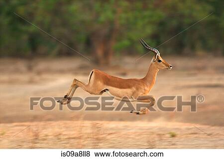 Impala running, Mana Pools National Park, Zimbabwe, Africa View Large Photo Image Stock Photo - Impala running, Mana Pools National Park, Zimbabwe, Africa. Fotosearch