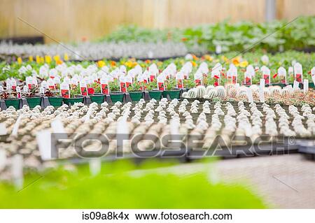 Stock Photo - Large group of seedlings in garden centre. Fotosearch