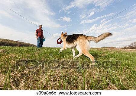Picture - Man training alsatian dog with frisbees. Fotosearch