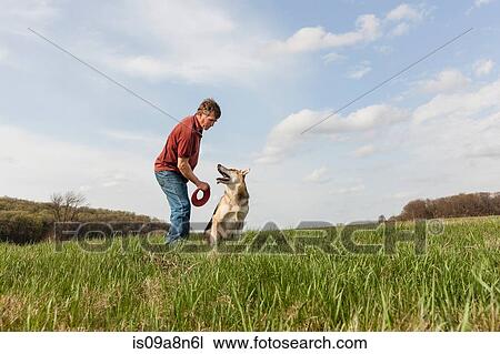 Man training alsatian dog with red frisbee View Large Photo Image Stock Image - Man training alsatian dog with red frisbee. Fotosearch