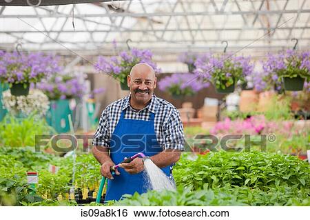Mature gardener watering plants in garden centre, portrait View Large Photo Image Stock Photograph - Mature gardener watering plants in garden centre, portrait. Fotosearch