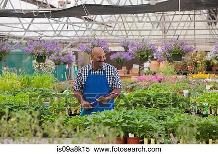 Mature gardener watering plants in garden centre, smiling View Large Photo Image Stock Photography - Mature gardener watering plants in garden centre, smiling. Fotosearch