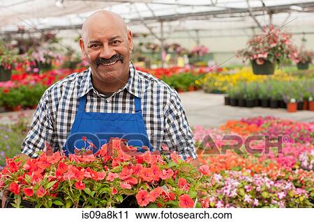 Stock Image - Mature gardener working in garden centre, smiling. Fotosearch