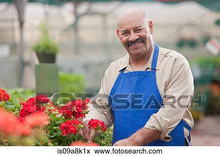 Mature man holding flowers in garden centre, smiling View Large Photo Image Stock Photo - Mature man holding flowers in garden centre, smiling. Fotosearch