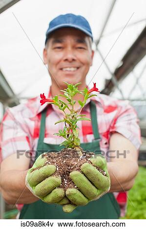 Mature man holding plant in soil in garden centre, portrait View Large Photo Image Stock Photo - Mature man holding plant in soil in garden centre, portrait. Fotosearch