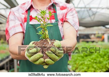 Mature man holding plant in soil in garden centre, close up View Large Photo Image Stock Photograph - Mature man holding plant in soil in garden centre, close up. Fotosearch