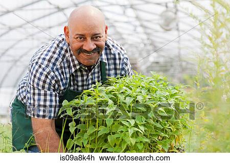 Stock Image - Mature man holding plants in garden centre, portrait. Fotosearch