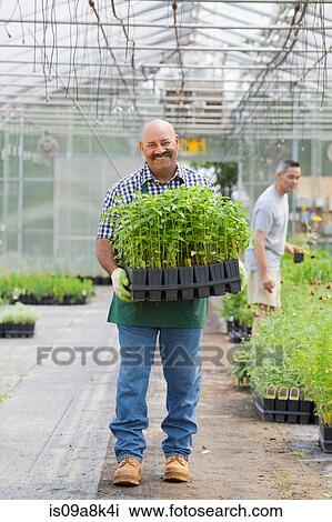 Stock Image - Mature man holding plants in garden centre, portrait. Fotosearch