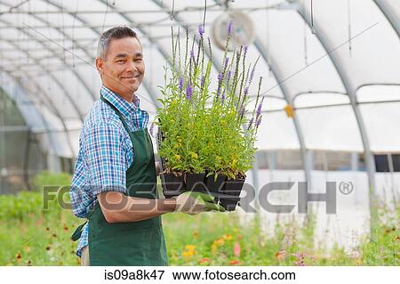 Stock Photo - Mature man holding plants in garden centre, portrait. Fotosearch