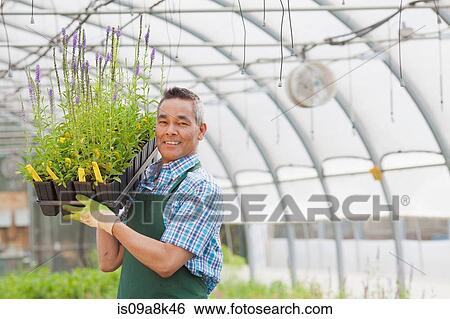 Stock Photograph - Mature man holding plants in garden centre, portrait. Fotosearch