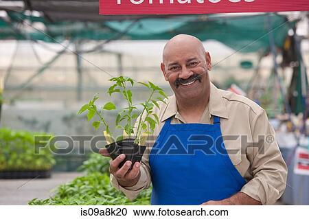 Mature man holding pot plant in garden centre, smiling View Large Photo Image Stock Image - Mature man holding pot plant in garden centre, smiling. Fotosearch