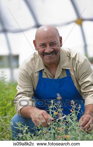 Stock Image - Mature man looking after plants in garden centre, portrait. Fotosearch