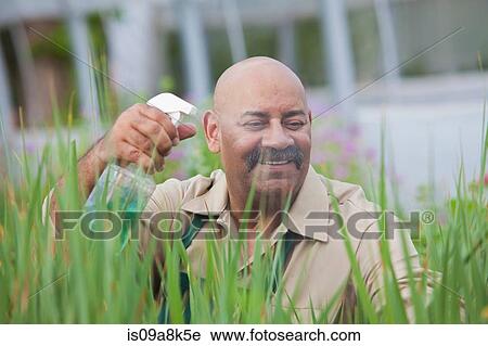 Mature man using insecticide on plants in greenhouse View Large Photo Image Stock Image - Mature man using insecticide on plants in greenhouse. Fotosearch