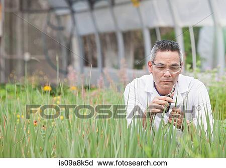 Mature man using scissors on plants in greenhouse View Large Photo Image Stock Image - Mature man using scissors on plants in greenhouse. Fotosearch