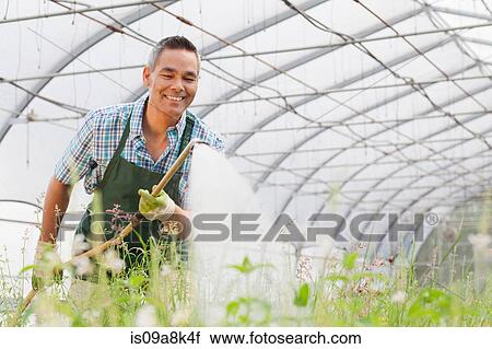 Mature man watering plants in garden centre View Large Photo Image Stock Image - Mature man watering plants in garden centre. Fotosearch