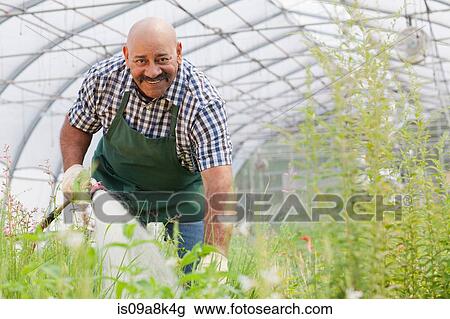 Mature man watering plants in garden centre, portrait View Large Photo Image Stock Image - Mature man watering plants in garden centre, portrait. Fotosearch