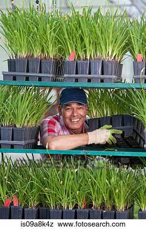 Stock Photo - Mature sales assistant arranging shelves of plants in garden centre. Fotosearch