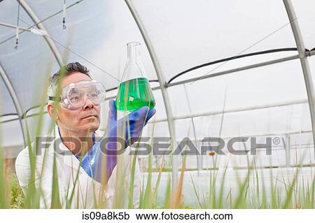 Stock Image - Mature scientist looking at liquid in volumetric flask in greenhouse. Fotosearch