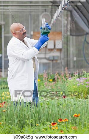 Stock Image - Mature scientist looking at liquid in volumetric flask in greenhouse. Fotosearch