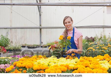 Mid adult woman carrying flowers in garden centre, smiling View Large Photo Image Stock Photo - Mid adult woman carrying flowers in garden centre, smiling. Fotosearch