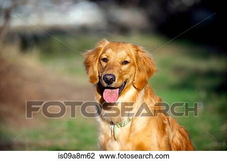 Portrait of golden retriever in sunlight View Large Photo Image Stock Image - Portrait of golden retriever in sunlight. Fotosearch
