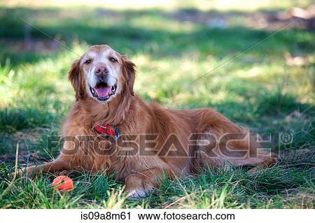 Stock Image - Portrait of golden retriever lying on grass. Fotosearch